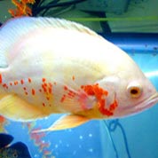 短信测压下载